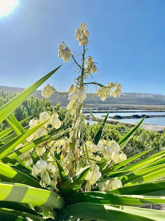 Herdade D' Amoreira Lavanda Villa Aljezur
